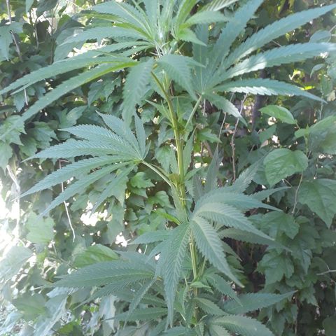 2💘 growlog timeline photo