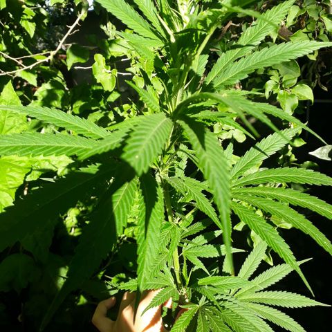 2💘 growlog timeline photo