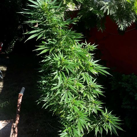 🌱🌱6 #3 growlog timeline photo