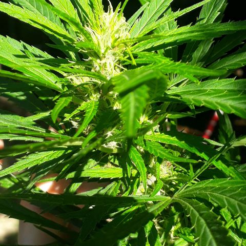 🌱🌱6 #3 growlog timeline photo