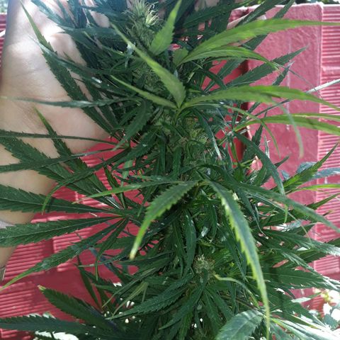 🌱🌱6 #3 growlog timeline photo