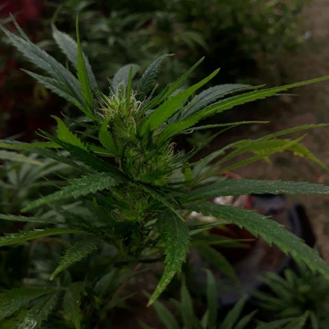 🌱🌱6 #3 growlog timeline photo
