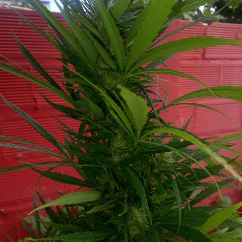 🌱🌱6 #3 growlog timeline photo