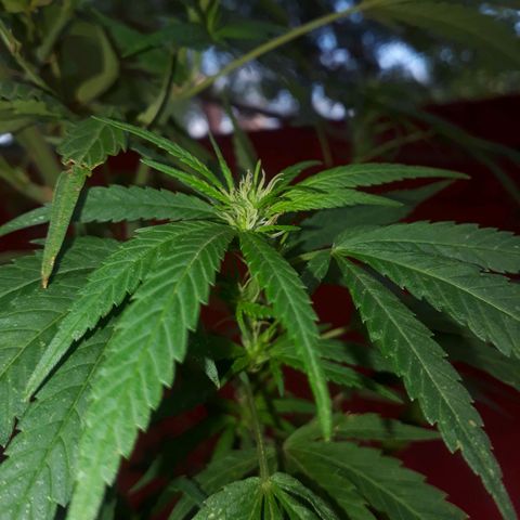 2💘 growlog timeline photo