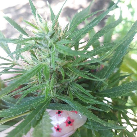 🌱🌱6 #3 growlog timeline photo