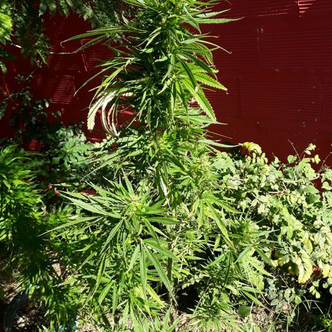 🌱🌱6 #3 growlog timeline photo