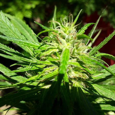 🌱🌱6 #3 growlog timeline photo