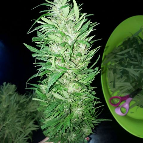 🌱🌱6 #3 growlog timeline photo