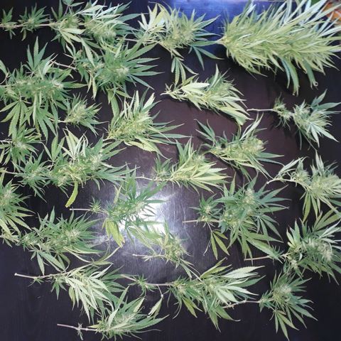 🌱🌱6 #3 growlog timeline photo