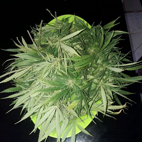 🌱🌱6 #3 growlog timeline photo