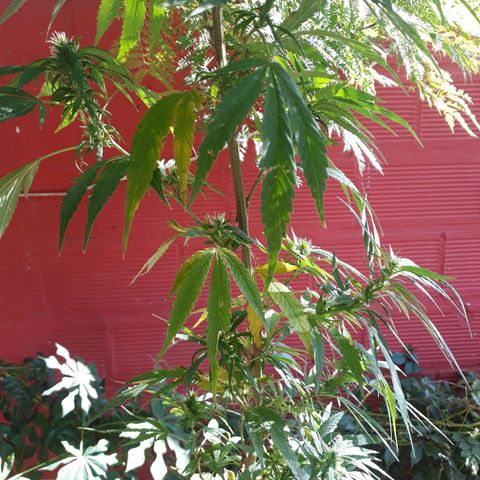 2💘 growlog timeline photo