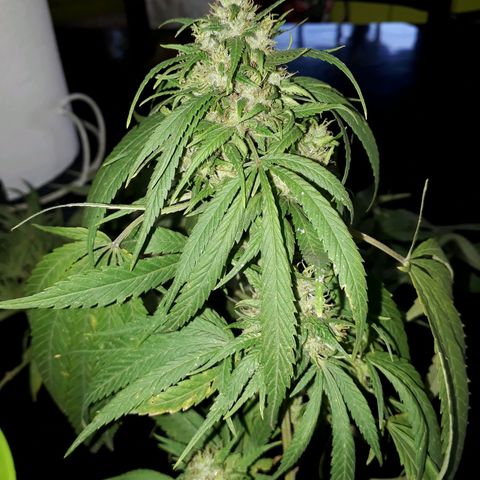 2💘 growlog timeline photo