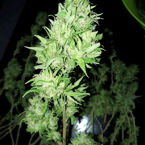 2💘 growlog timeline photo
