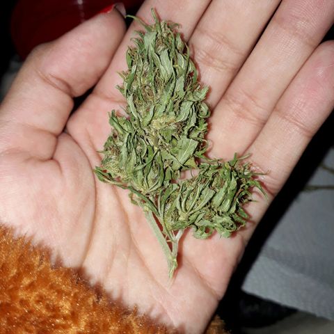 2💘 growlog timeline photo