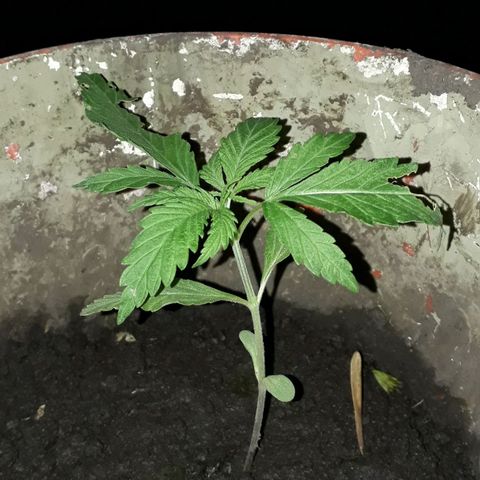 #2 growlog timeline photo