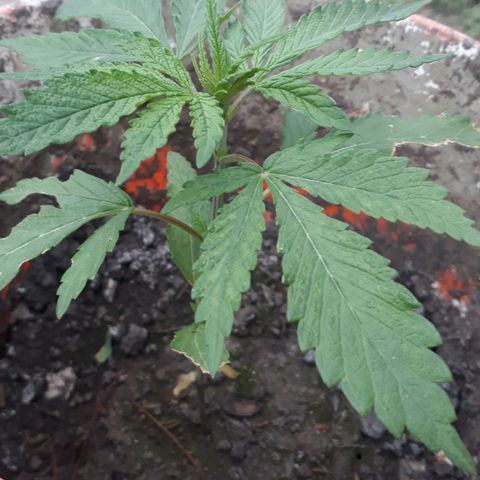 #2 growlog timeline photo