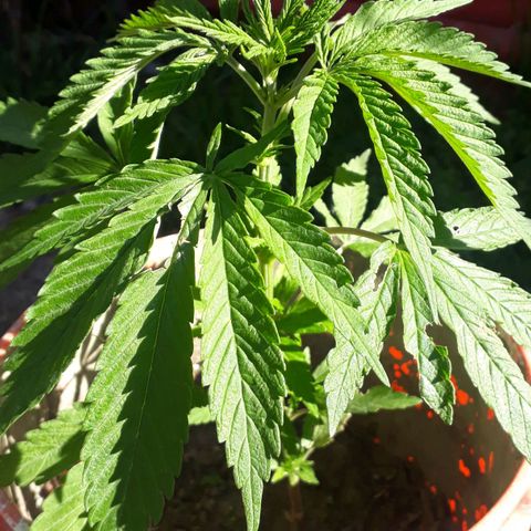 #2 growlog timeline photo