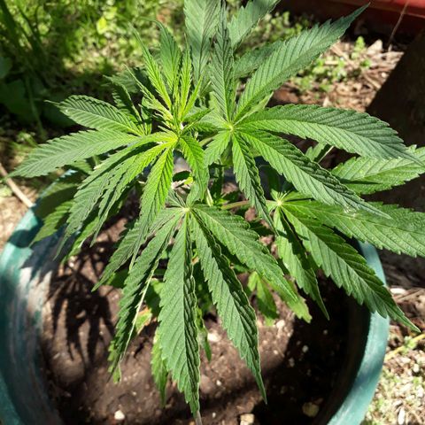 #2 growlog timeline photo