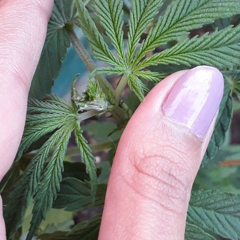 #2 growlog timeline photo