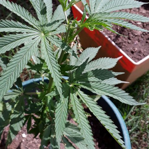 #2 growlog timeline photo