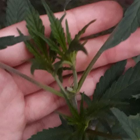 #2 growlog timeline photo