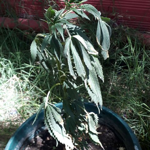 #2 growlog timeline photo