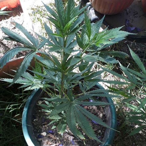 #2 growlog timeline photo