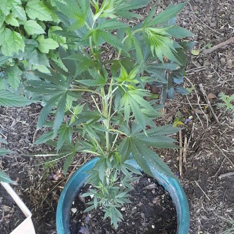 #2 growlog timeline photo