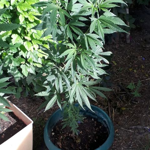 #2 growlog timeline photo