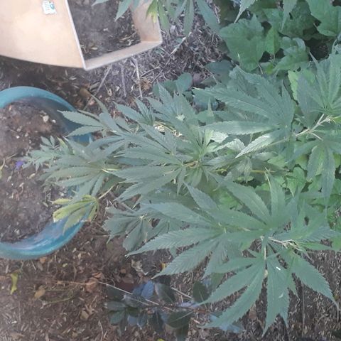 #2 growlog timeline photo