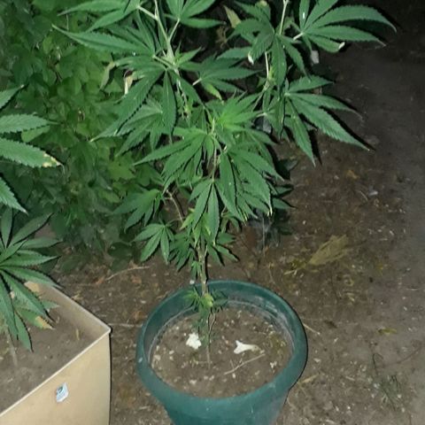 #2 growlog timeline photo