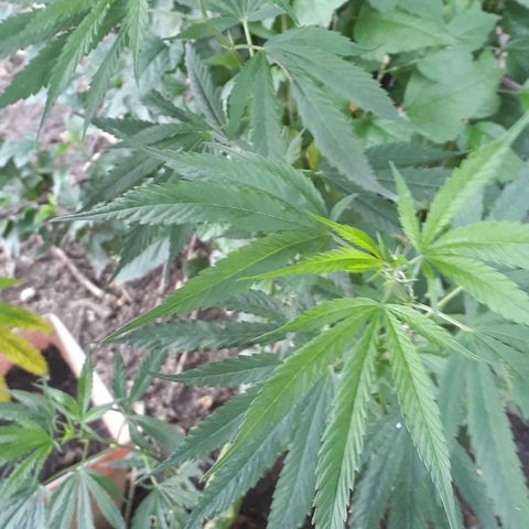 #2 growlog timeline photo