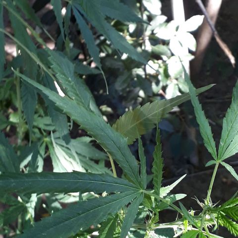 #2 growlog timeline photo