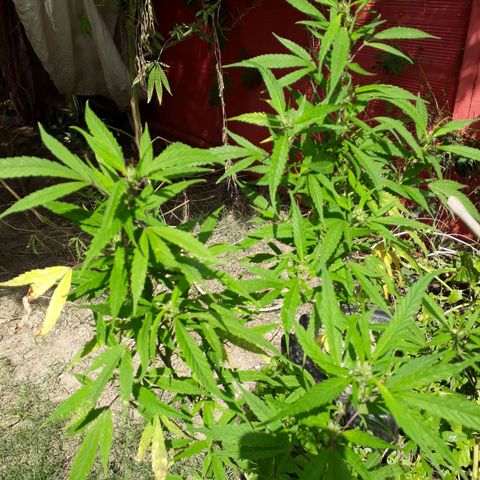 #2 growlog timeline photo
