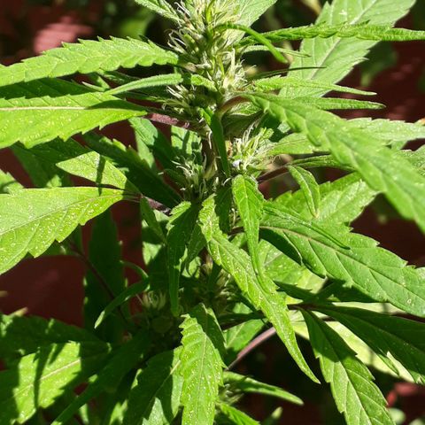 #2 growlog timeline photo