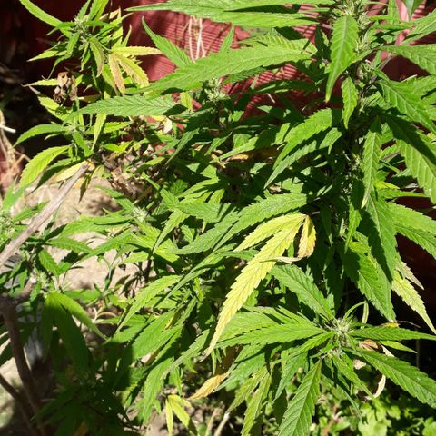 #2 growlog timeline photo