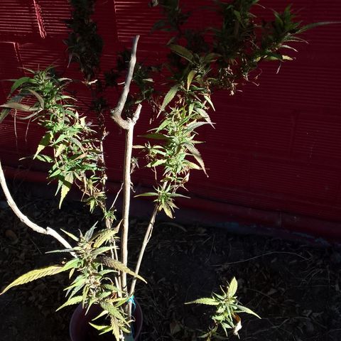 #2 growlog timeline photo