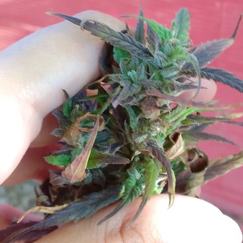 #2 growlog timeline photo