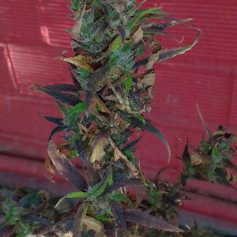 #2 growlog timeline photo