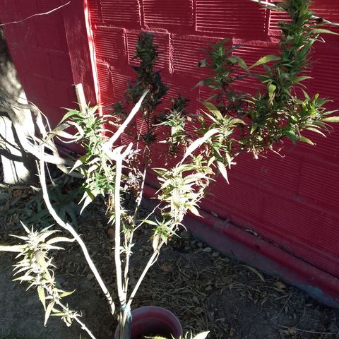 #2 growlog timeline photo
