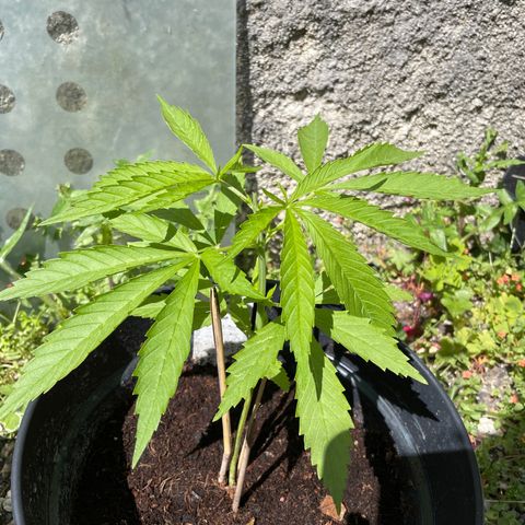 Amnesia Haze Automatic growlog photo: After topping