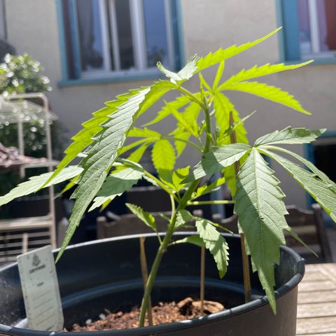Amnesia Haze Automatic growlog timeline photo