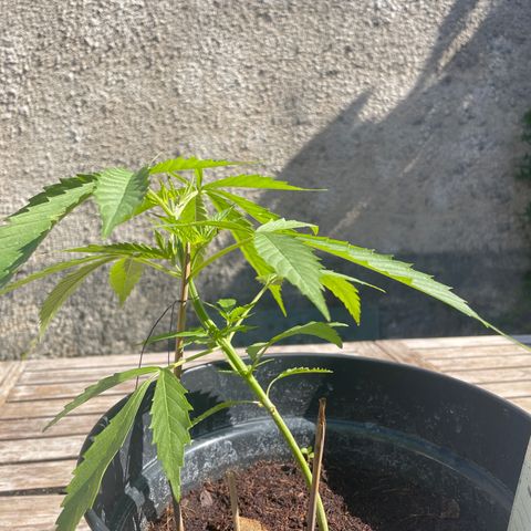 Amnesia Haze Automatic growlog timeline photo
