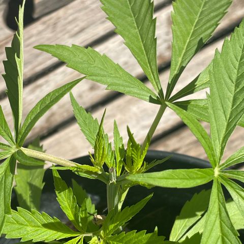 Amnesia Haze Automatic growlog timeline photo