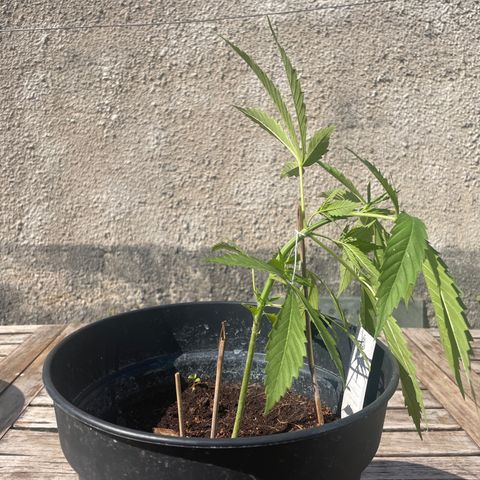 Amnesia Haze Automatic growlog photo: Lst