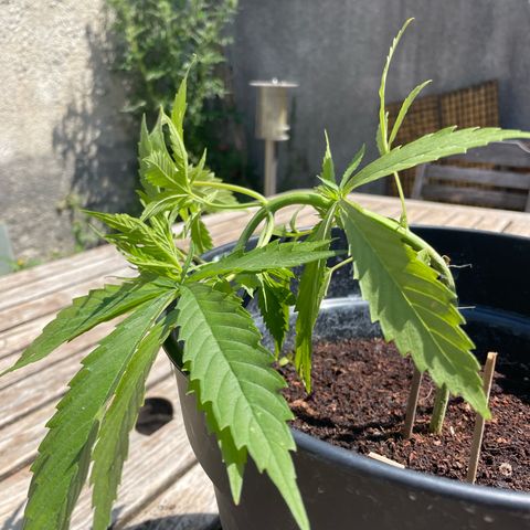 Amnesia Haze Automatic growlog timeline photo