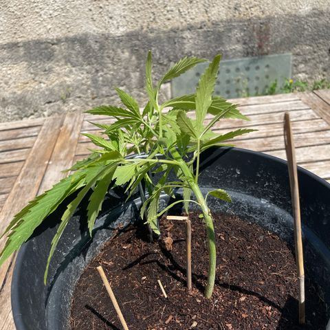 Amnesia Haze Automatic growlog timeline photo