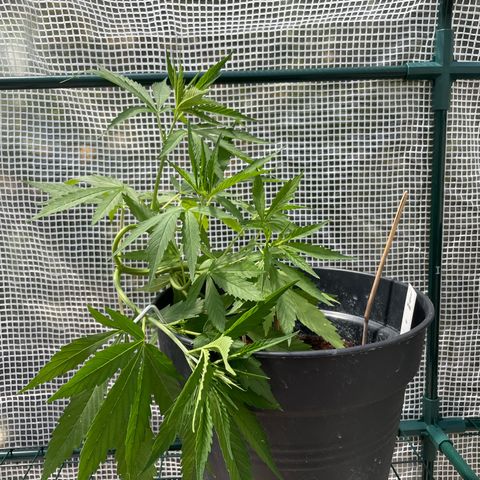 Amnesia Haze Automatic growlog photo: Pretty woman 