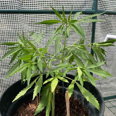 Amnesia Haze Automatic growlog photo: Pretty woman 
