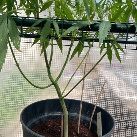Amnesia Haze Automatic growlog timeline photo